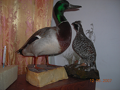 click for enlarge 1000 X 750 296,5 Kb picture