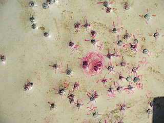 click for enlarge 640 X 480 182,4 Kb picture