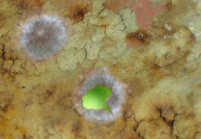 click for enlarge 405 X 279 25,9 Kb picture